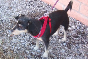 Picture of Tilly