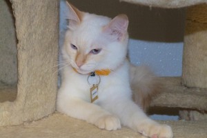 Picture of Tiramisu