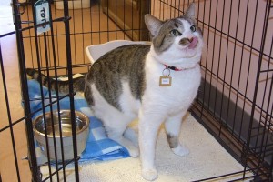 Picture of Toto