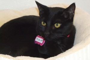 Picture of Tulip