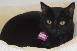 Picture of Tulip