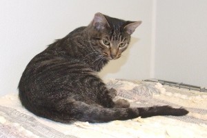 Picture of Turvy
