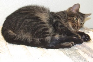 Picture of Turvy