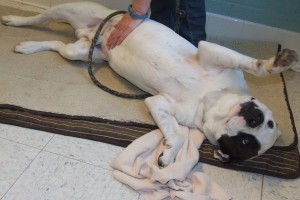 Picture of Vinnie