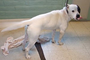 Picture of Vinnie