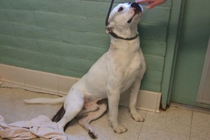 Picture of Vinnie