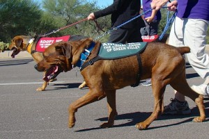 Picture of TALGV in White Elephant Parade