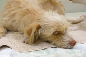 Picture of Annie