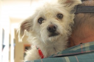 Picture of Annie