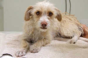 Picture of Annie