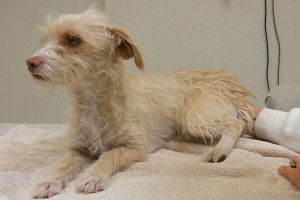 Picture of Annie