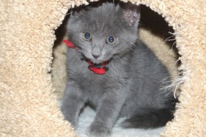 Baby Beauregard