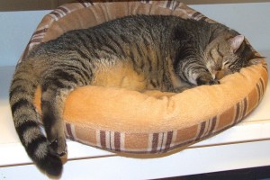 Picture of Big Tiger