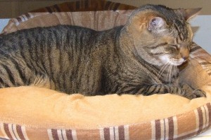 Picture of Big Tiger