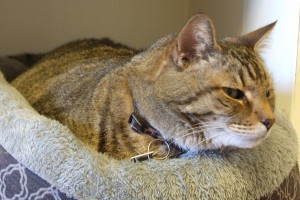 Picture of Big Tiger