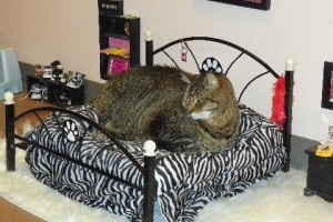 Picture of Big Tiger