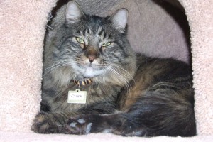 Picture of Clark