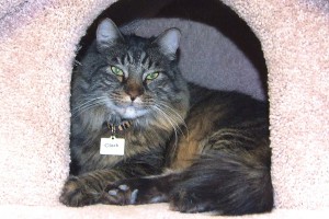 Picture of Clark