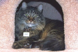 Picture of Clark