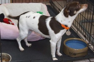 Picture of Elfie