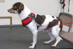 Picture of Elfie