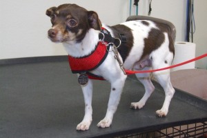 Picture of Elfie