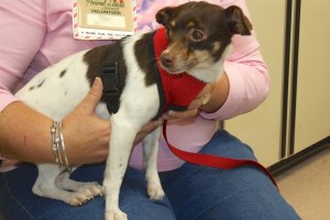Picture of Elfie