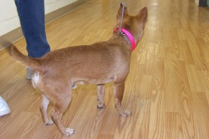 Picture of Elroy