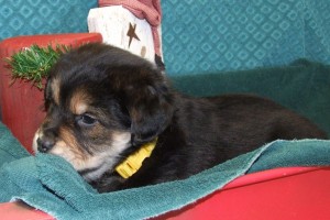 Picture of Gerda