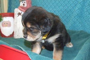 Picture of Gerda