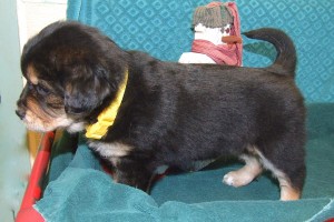 Picture of Gerda