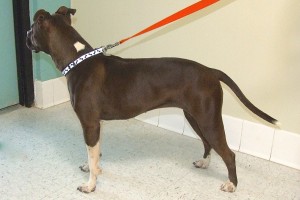 Picture of Godiva