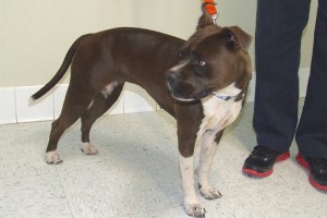 Picture of Godiva