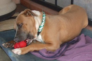 Picture of Hugo