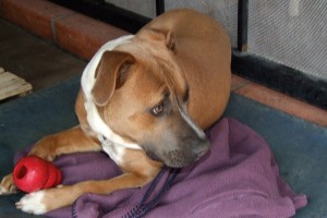 Picture of Hugo