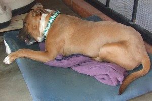 Picture of Hugo