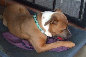 Picture of Hugo