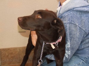 Picture of Java