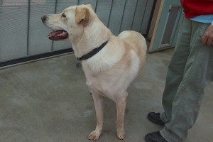 Picture of Jordy