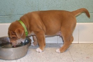 Picture of Kristoff
