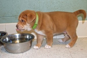 Picture of Kristoff