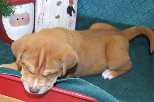 Picture of Kristoff