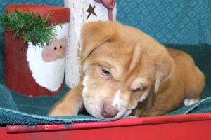 Picture of Kristoff