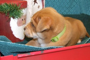 Picture of Kristoff