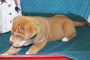 Picture of Kristoff