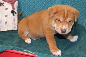 Picture of Kristoff