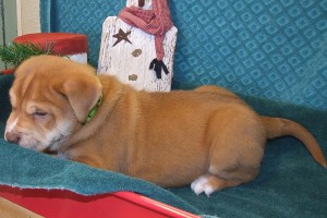 Picture of Kristoff