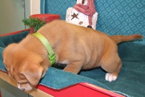 Picture of Kristoff