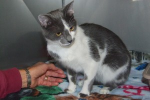 Picture of Merry