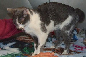 Picture of Merry